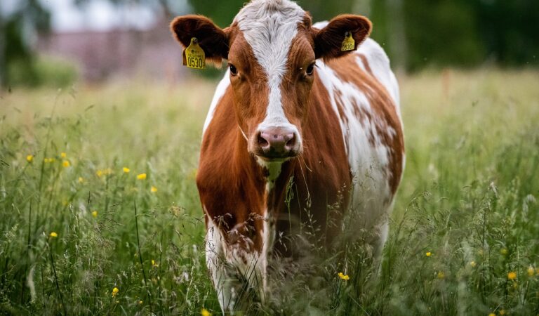cows joke cows joke